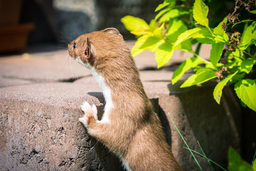 Closeup of the least weasel (Mustela nivalis), little weasel, common weasel