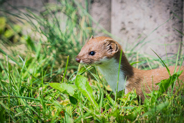 Closeup of the least weasel (Mustela nivalis), little weasel, common weasel
