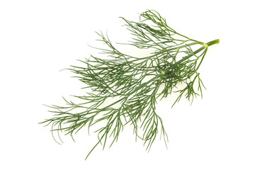 Fresh green dill herb branch