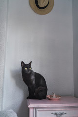 Gato negro por casa