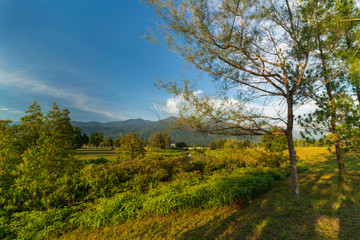 landscape with trees