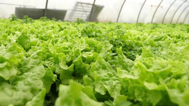Close up shot of lettuce in greenhouse on vegetable farm
