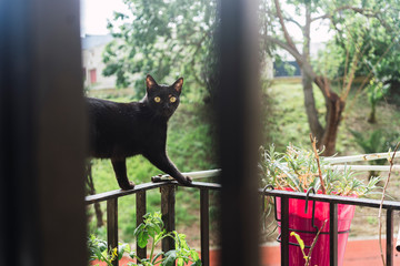 Gato negro por casa