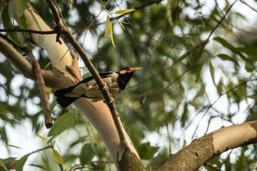 bird on a tree