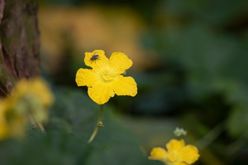 Obraz premium yellow flowers in the garden