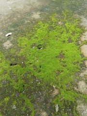 Moss on concrete