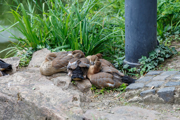 Naklejka na ściany i meble Egyptian geese family in park