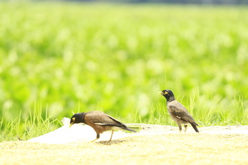common pheasant in the grass