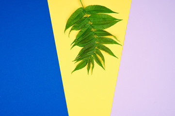 Minimal tropical green palm leaf on colorful backdrop.