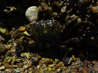 Crabe vert