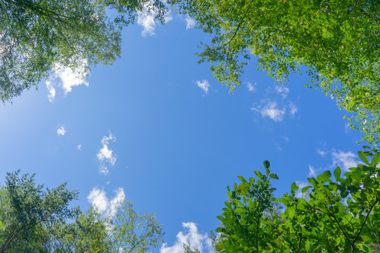 Looking up through the treetops. Beautiful natural frame of foliage against the sky. Copy space.Green leaves of a tree against the blue sky. Sun soft light through the green foliage of the tree.