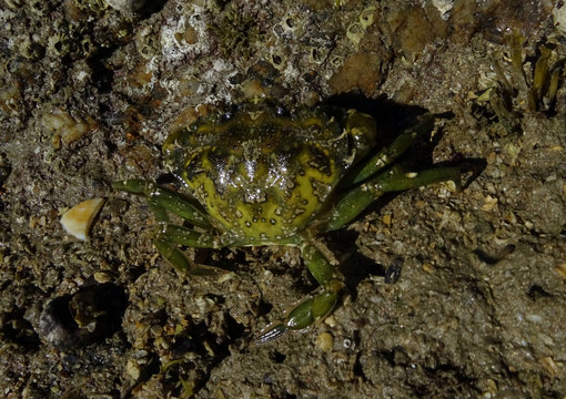 Crabe vert