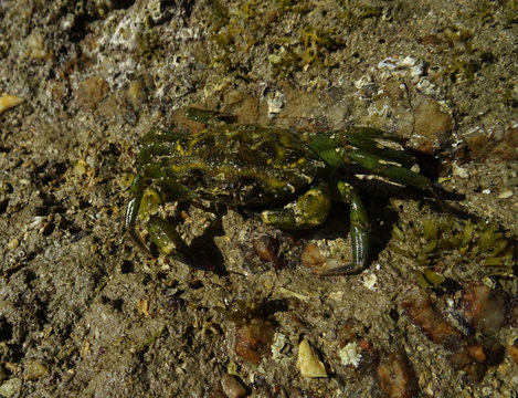Crabe vert