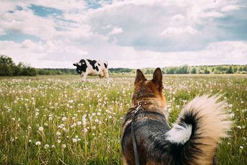 Funny Mixed Breed Dog Walking In Green Meadow Grass. Lovely Pet Meeting Cow