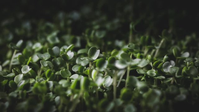 TImelapse of micro greens seedlings growing. Fresh green sprouts of arugula. Germination in greenhouse
