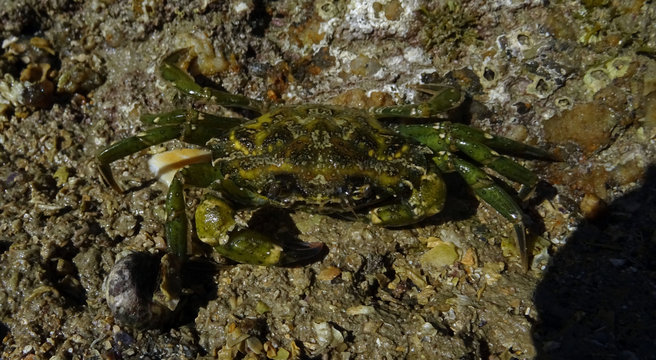 Crabe vert 