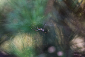 Spider in a web