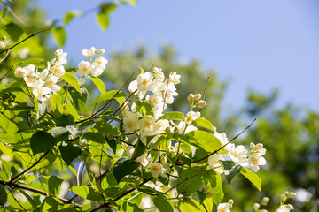 Jasmine bush against the blue sky with clouds. All branches are strewn with flowers.white flowers Jasmine in the garden after the rain