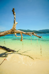 Naklejka premium Visit Koh Lipe to see the beautiful Thai sea. It is an island in the middle of the sea in Satun Province, Thailand, in the southern part of Koh Adang. 85 kilometers from the land of Satun province