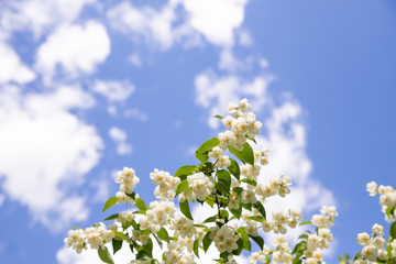 Jasmine bush against the blue sky with clouds. All branches are strewn with flowers.white flowers Jasmine in the garden after the rain
