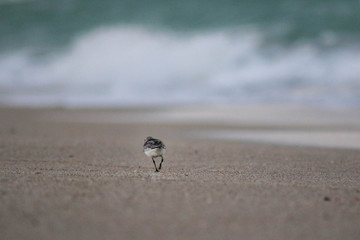 Walk Alone