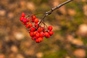 A branch of a ripe Rowan tree