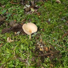 mushroom in the forest