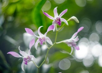 Natural photos: Popularly grown orchids 