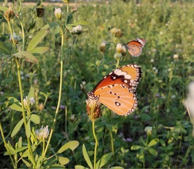 butterfly on a flower