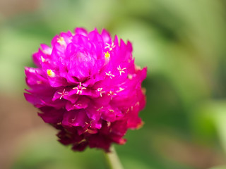 千日紅のピンクの花