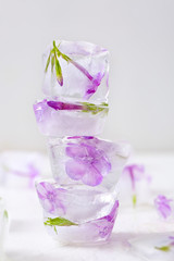 Frozen flowers in ice on white background