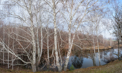 Fototapeta premium Images of trees in late autumn