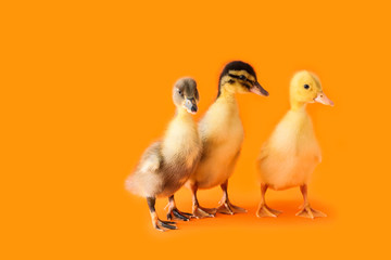 Cute ducklings on color background