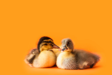 Cute ducklings on color background
