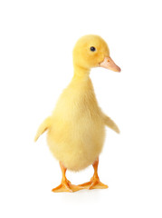 Cute duckling on white background