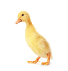 Cute duckling on white background