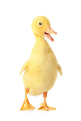 Cute duckling on white background