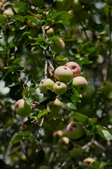 ripe apples on an Apple tree branch