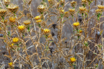 Thistles with yellow flowers. Carlina racemosa.