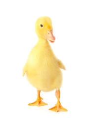 Cute duckling on white background