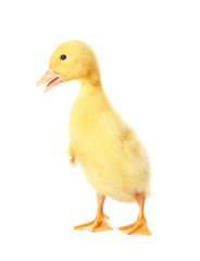 Cute duckling on white background