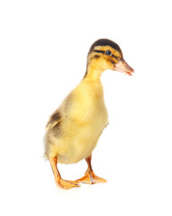 Cute duckling on white background