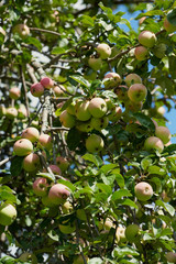 ripe apples on an Apple tree branch