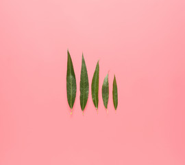 Green osier leaves on color background
