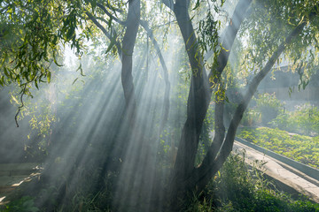 The sun's rays break through the trees on a foggy morning