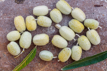 Fruits and leaves of the Tree of Paradise. Elaeagnus angustifolia.