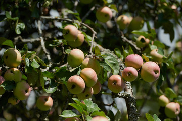 ripe apples on an Apple tree branch