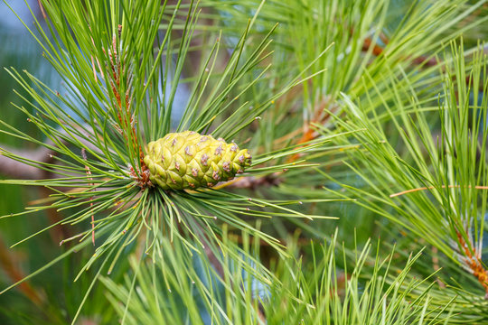 Green pineapple and salgare&ntilde;o pine needles. Pinus.