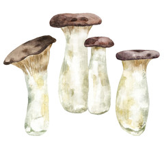 Watercolor set of eryngii mushrooms