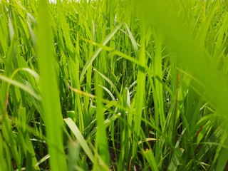 green grass in the wind, beautiful green rice field in India.  Green grass landscape.  Green paddy field in India. 